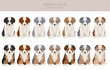 Border collie puppies clipart. All coat colors set.  All dog breeds characteristics infographic