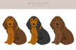 Bruno Jura hound puppy clipart. Different coat colors and poses set