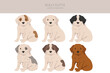 Bully Kutta puppy clipart. Different coat colors and poses set