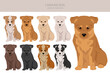 Canaan dog puppy clipart. Different poses, coat colors set