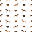 Danish swedish farmdog seamless pattern. Different poses, coat colors set
