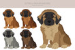 Estrela mountain dog puppy clipart. Different poses, coat colors set