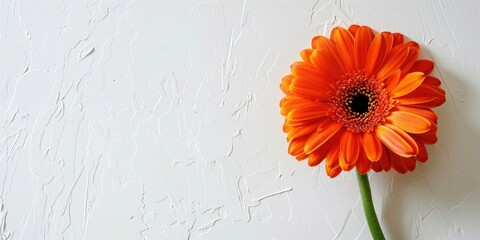 Poster - A vibrant orange flower resting on a clean white wall. Perfect for adding a pop of color to any design