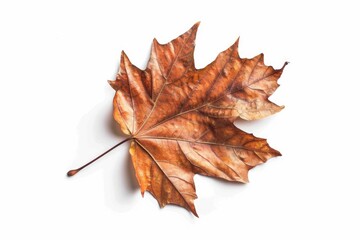 A single leaf placed on a white background. Suitable for various design projects