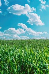 Poster - A beautiful green grass field with a clear blue sky background. Perfect for outdoor and nature-themed designs