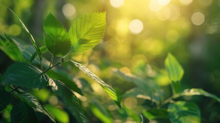 Poster - Close up of a leaf with the sun in the background. Perfect for nature and environmental themes
