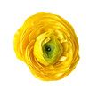 Yellow color buttercup isolated on transparent background.
