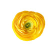 Yellow color buttercup isolated on transparent background.