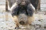Fototapeta Zwierzęta - Porc laineux