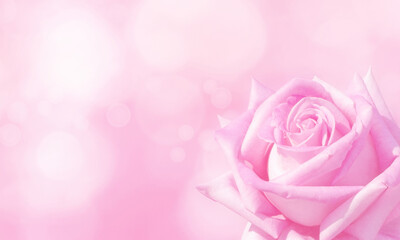 Wall Mural - Pink rose in the corner of the blurred background