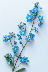 Poster - Beautiful blue flowers arranged on a white background, perfect for various design projects