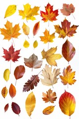 Poster - Various colored leaves scattered on a white background. Perfect for autumn-themed designs