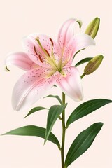 Poster - A detailed close-up of a pink flower with vibrant green leaves. Suitable for various nature-themed designs