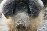 Fototapeta Zwierzęta - Porc laineux
