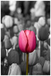 pink tulip Pink Impression with black and white background