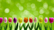 Row of tulips on light green background. Colourful flowers lined up horizontally. Concept of spring, summer, plant, happiness.