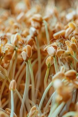 Poster - Close up of a bunch of fresh sprouts, perfect for healthy eating concepts