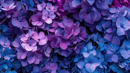 Poster - Close up of beautiful purple flowers, perfect for nature backgrounds