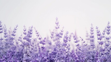 Poster - Beautiful field of purple flowers with a clear white sky background. Ideal for nature and springtime concepts