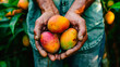 mango in the hands of a farmer. selective focus.