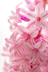 Poster - A close up of a bunch of pink flowers, perfect for floral backgrounds