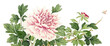 Pink peony png vintage flower border sticker, transparent background