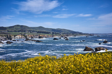 Sonoma coastline