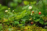 Walderdbeeren (Fragaria Vesca): Close-Up of Fruit and Flowers, Botanical Study of Medicinal Plant and Strawberry Varieties