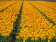 Tulpenfelder in den Niederlanden