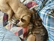 due cani meticci sul letto di casa, two mixed breed dogs on the bed at home