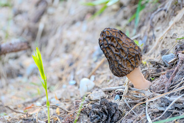 Wall Mural - early spring Morel mushroom or Morchella Conica in natural habitat