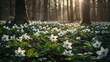 Fantastic forest with fresh flowers in the sunlight. Early spring time is the moment for wood anemone.
