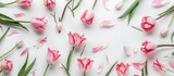 Fototapeta  - A flat lay, top view of a white background adorned with a bouquet of pink tulip flowers.