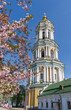 View from the blooming Sakura in the foreground to the Great Lavra Bell Tower of the Kiev Pechersk Lavra. Kyiv, Ukraine.