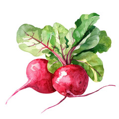 vegetable - 2 Beetroot, commonly referred to as beets, is a root vegetable