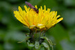 Close-up of a Chequered hoverfly on the flower of a Dandelion