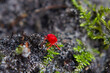 Close-up of a tiny, brightly red mite, Trombidium holosericeum, the Velvet mite