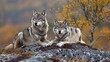 Two wolves on a rocky plateau lie in wait, Canis lupus, wolf, wild wolf.