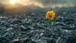   A lone yellow bloom sits atop a rocky field as the sun sets in the distance