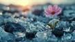   A solitary pink bloom atop ice-coated boulders, beneath a radiant sun