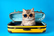 Cute little british shorthair kitten in sunglasses and suitcase on blue background