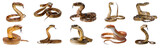 Assortment of coiled snakes with forked tongues isolated cut out png on transparent background