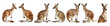 Agile kangaroos in various poses isolated cut out png on transparent background