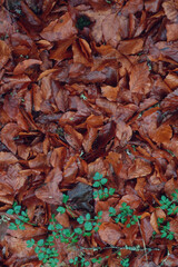  autumn leaves on the ground Park of Villa Piercy. Low Salighe. Bolotana, Nuoro, Sardinia, Italy.