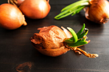 Wall Mural - Sprouted Yellow Onion on a Wooden Table: Yellow onion growing leaves  with more onions in the background on a dark wood table top
