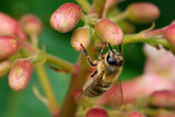 Fototapeta Dmuchawce - Biene mit rotem Blütenstaub am Bein (Westliche Honigbiene - Apis mellifera) an den Knospen einer Fleischroten Rosskastanie (Aesculus x carnea), Deutschland