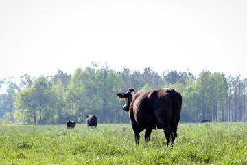 Wall Mural - Angus cow in lush pasture looking away