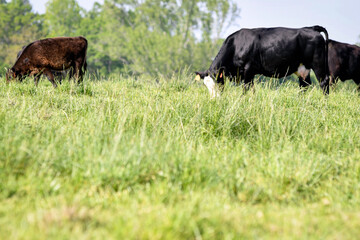 Wall Mural - Lush, tall springtime pasture