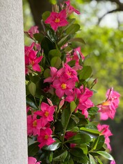 Wall Mural - Pink madnevilla dipladenia flowers 