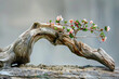 Bonsai tree with pink flowers and green leaves in a garden. Springtime concept.